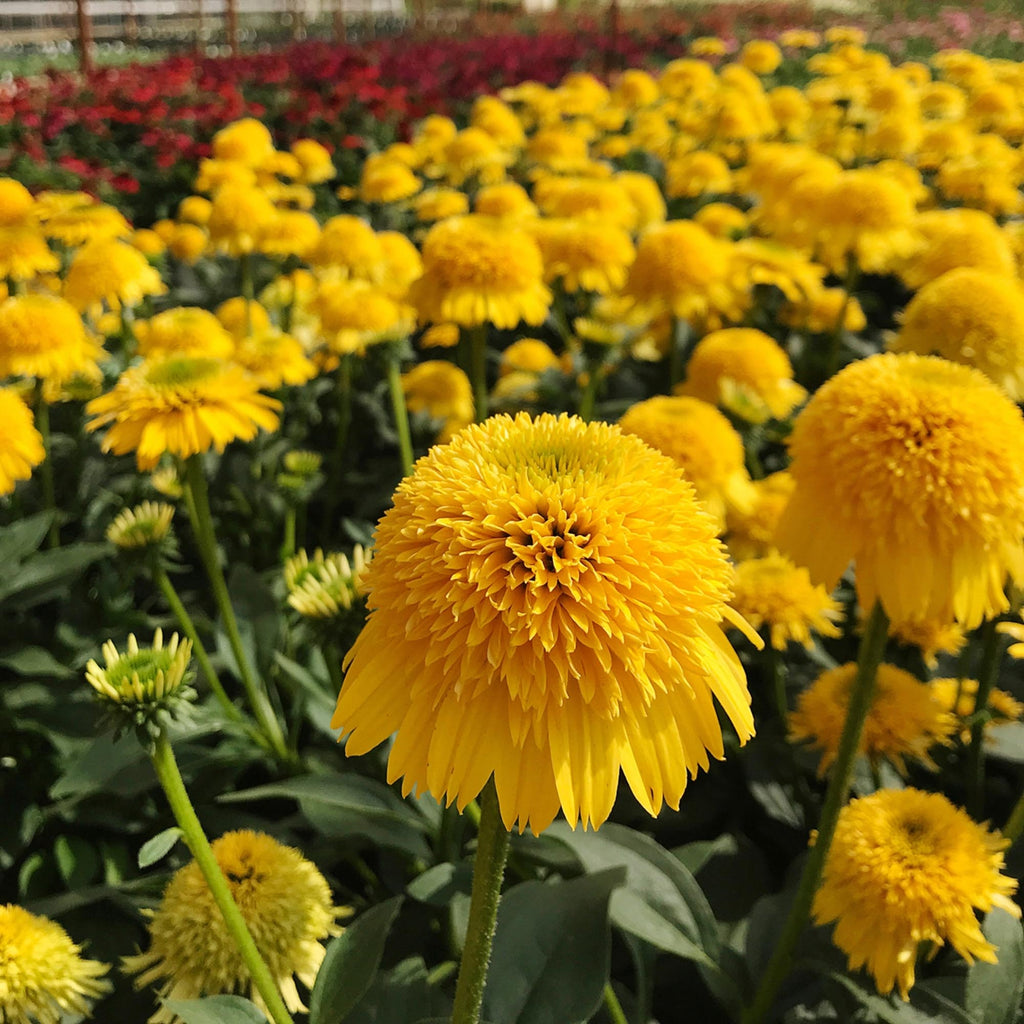 Cara Mia™ Yellow