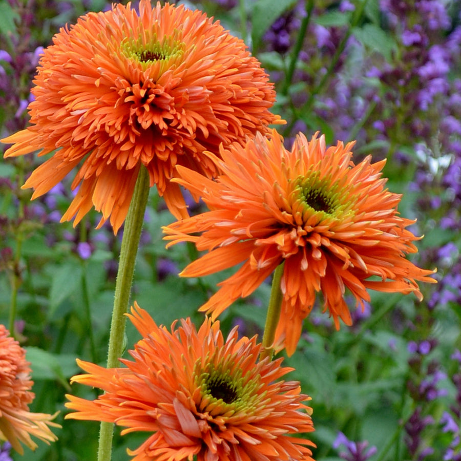  Echinacea Colorburst™  Orange