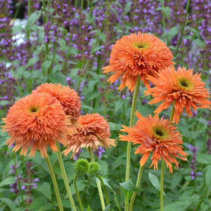  Echinacea Colorburst™  Orange