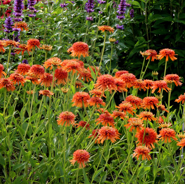  Echinacea Colorburst™  Orange