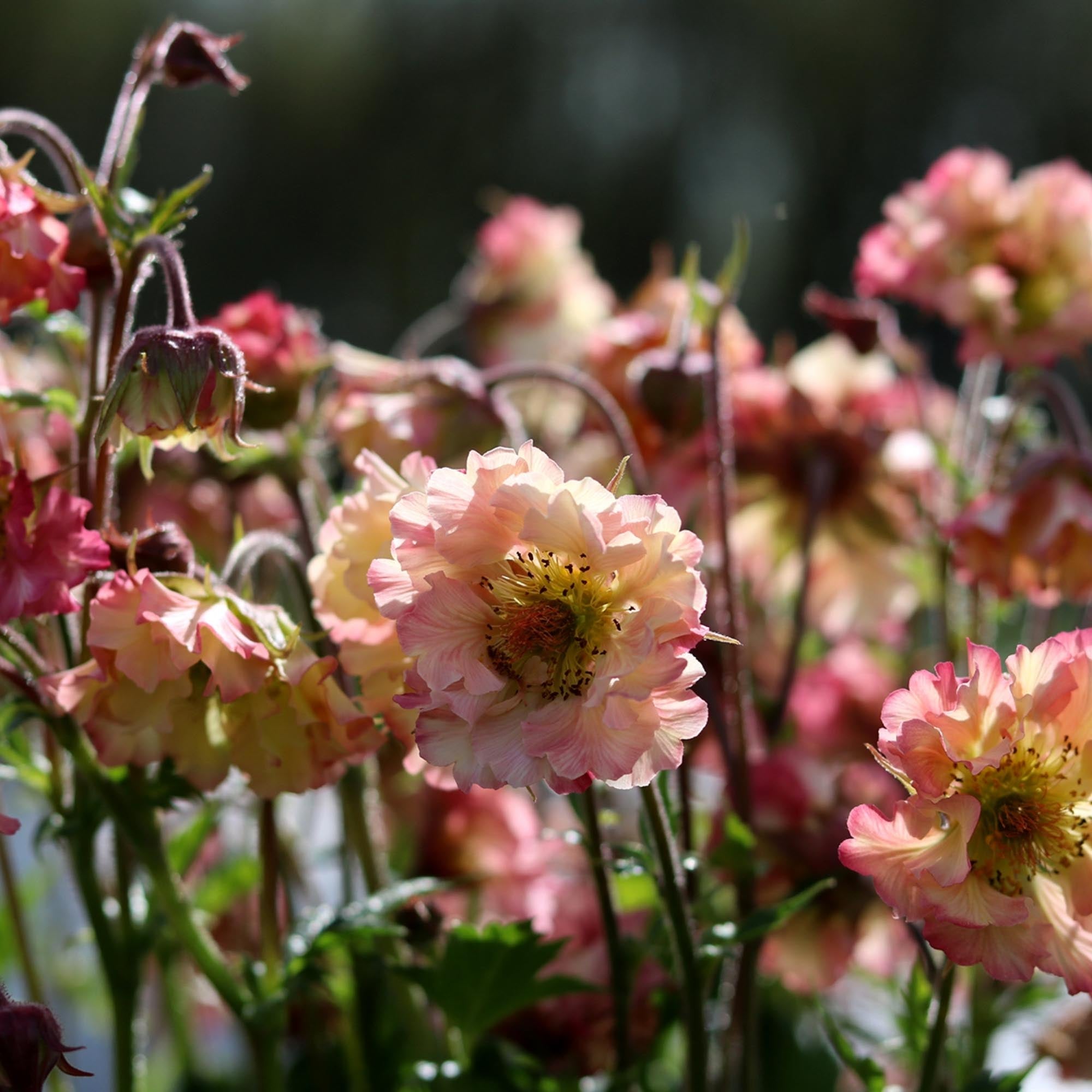 Geum Pretticoats™ Peach