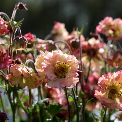 Geum Pretticoats™ Peach