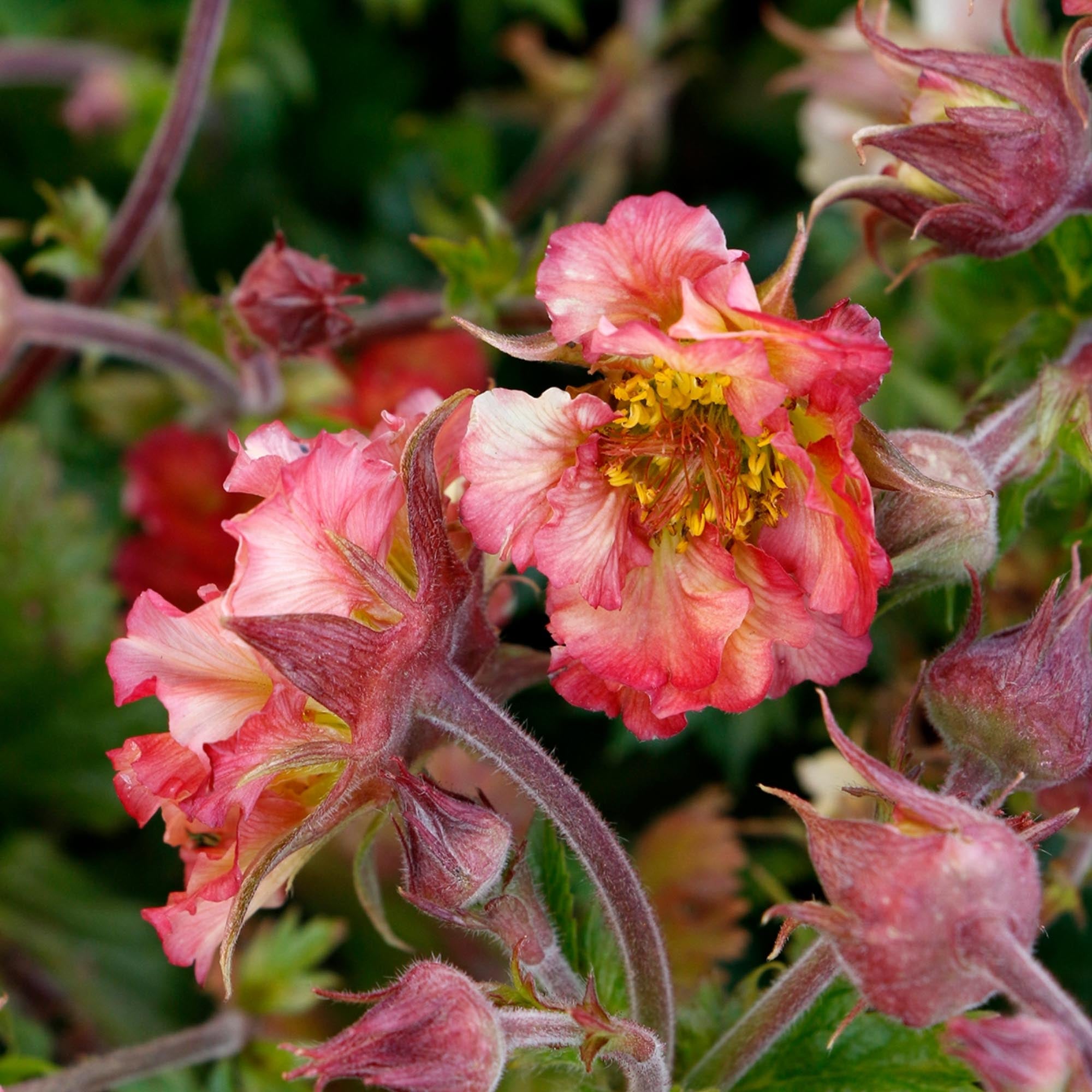 Geum Pretticoats™ Peach