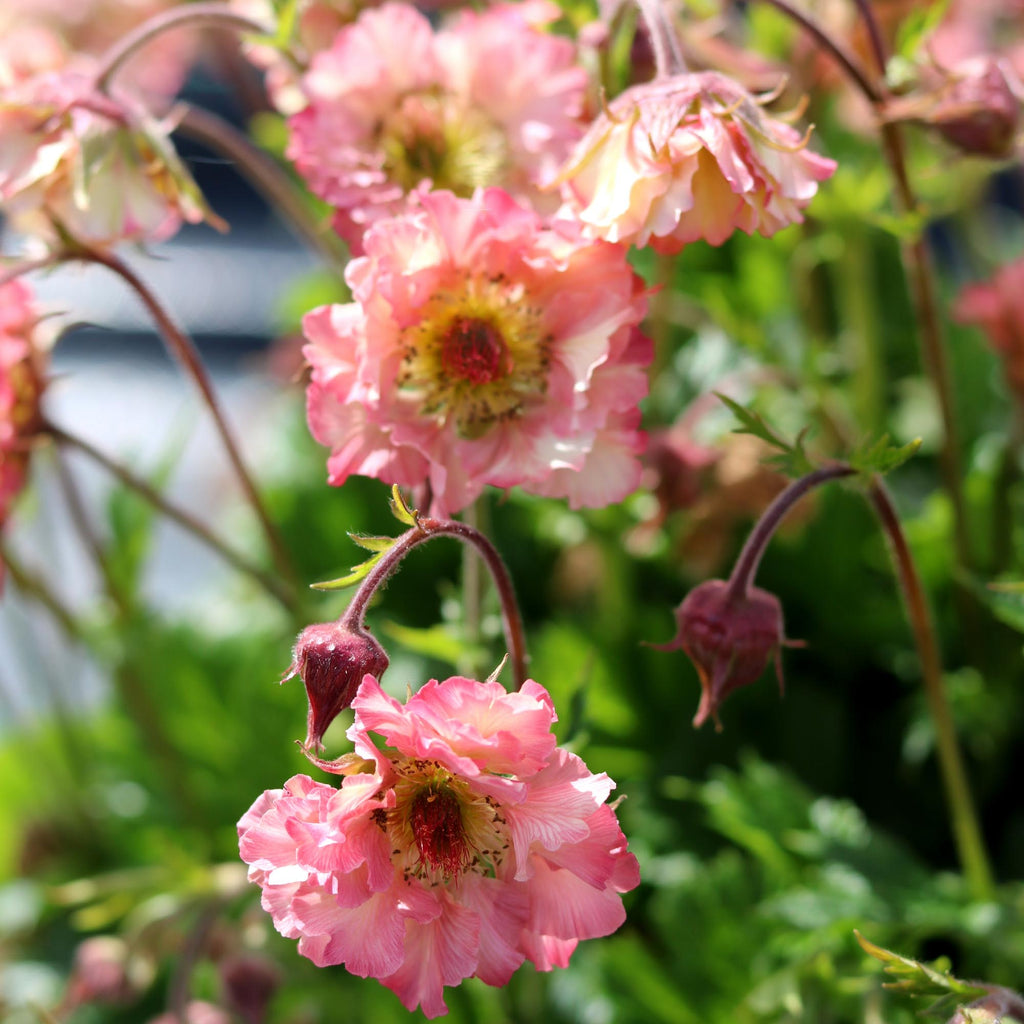 Geum Pretticoats™ Peach