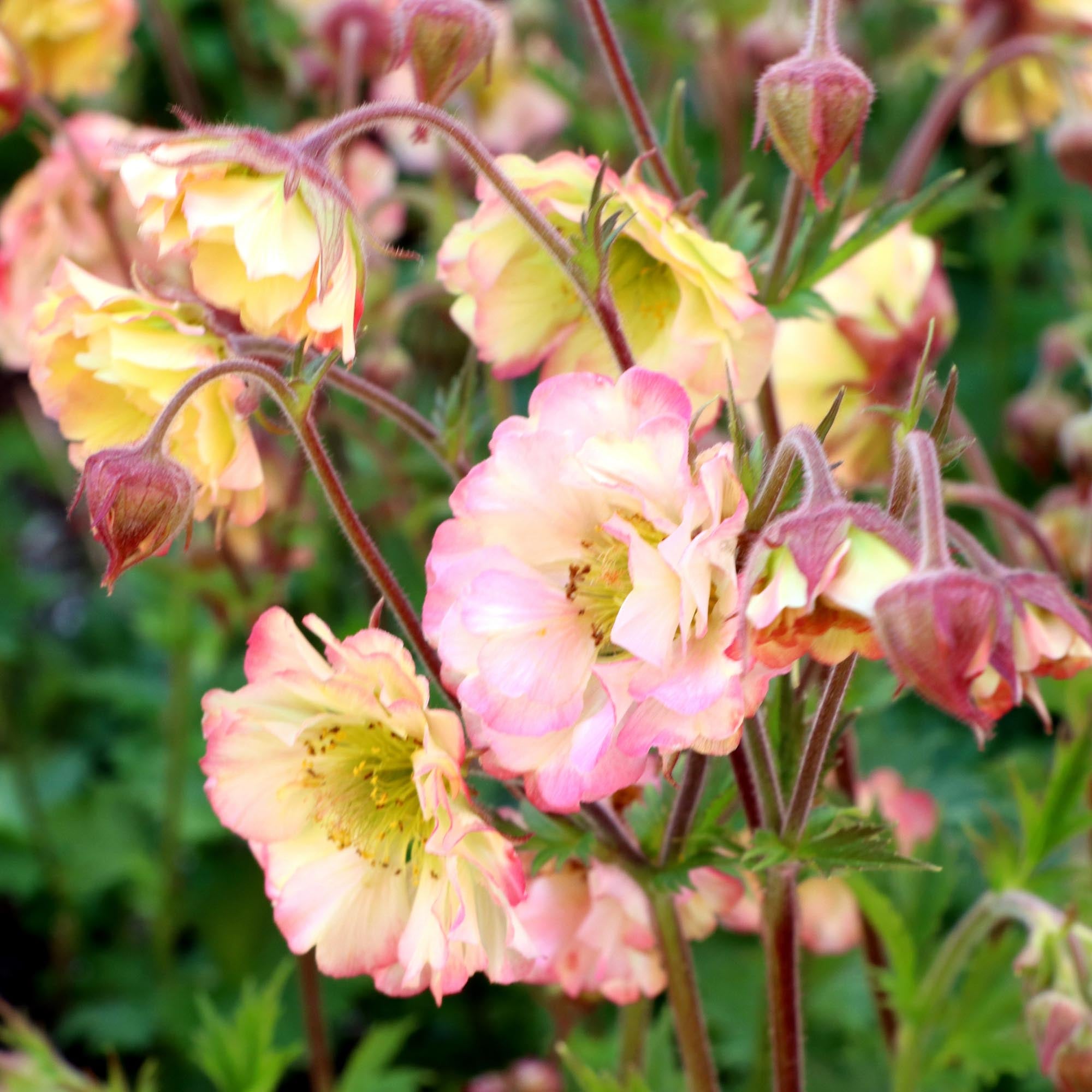 Geum Pretticoats™ Peach