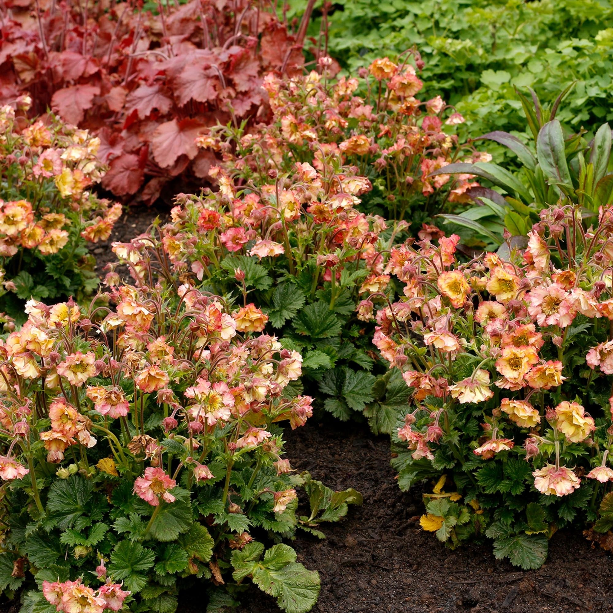 Geum Pretticoats™ Peach