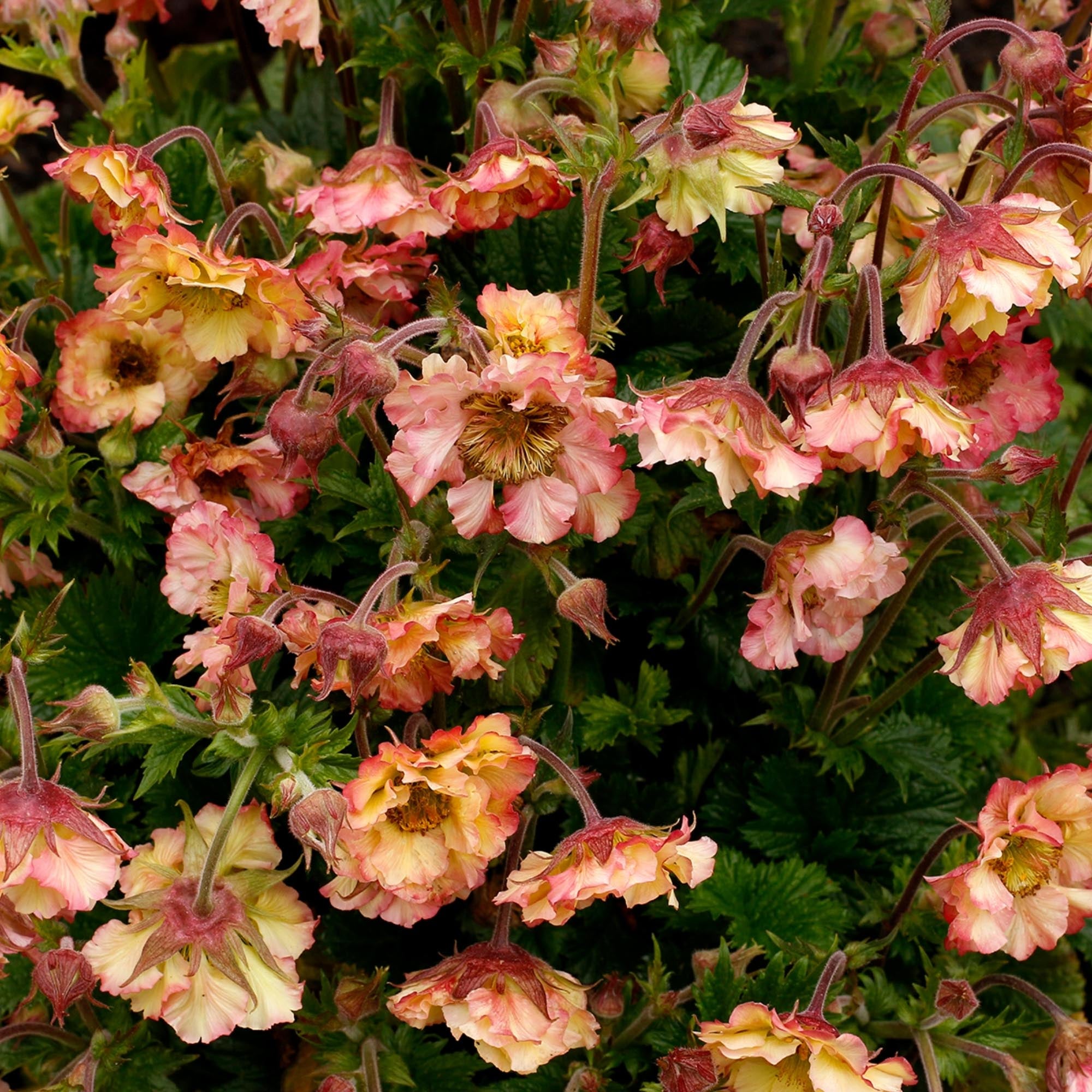 Geum Pretticoats™ Peach
