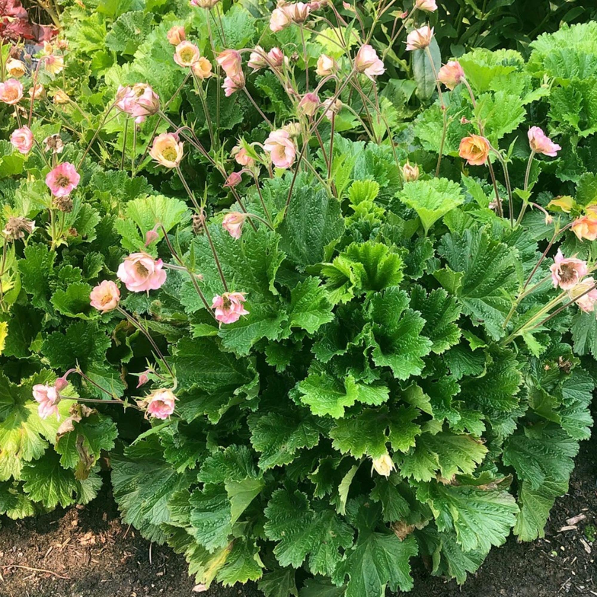 Geum Pretticoats™ Peach