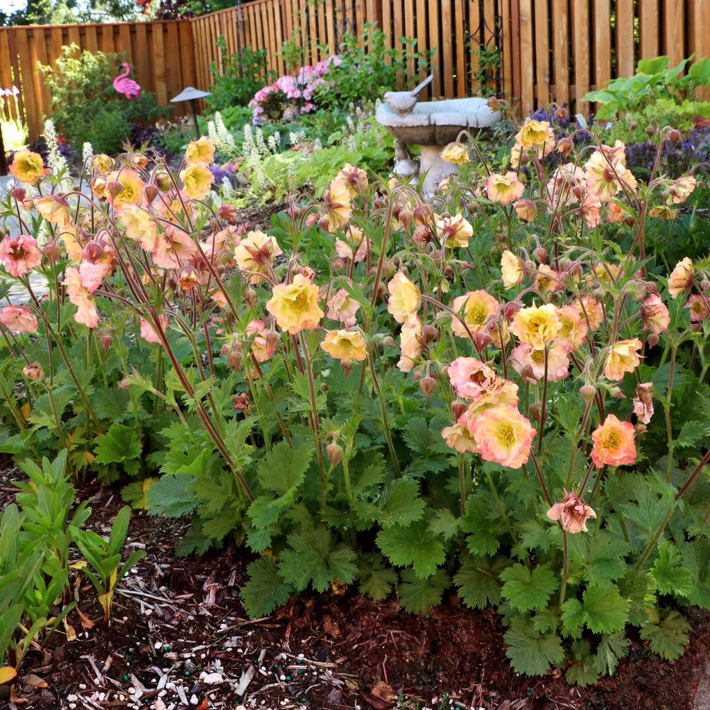 Geum Pretticoats™ Peach