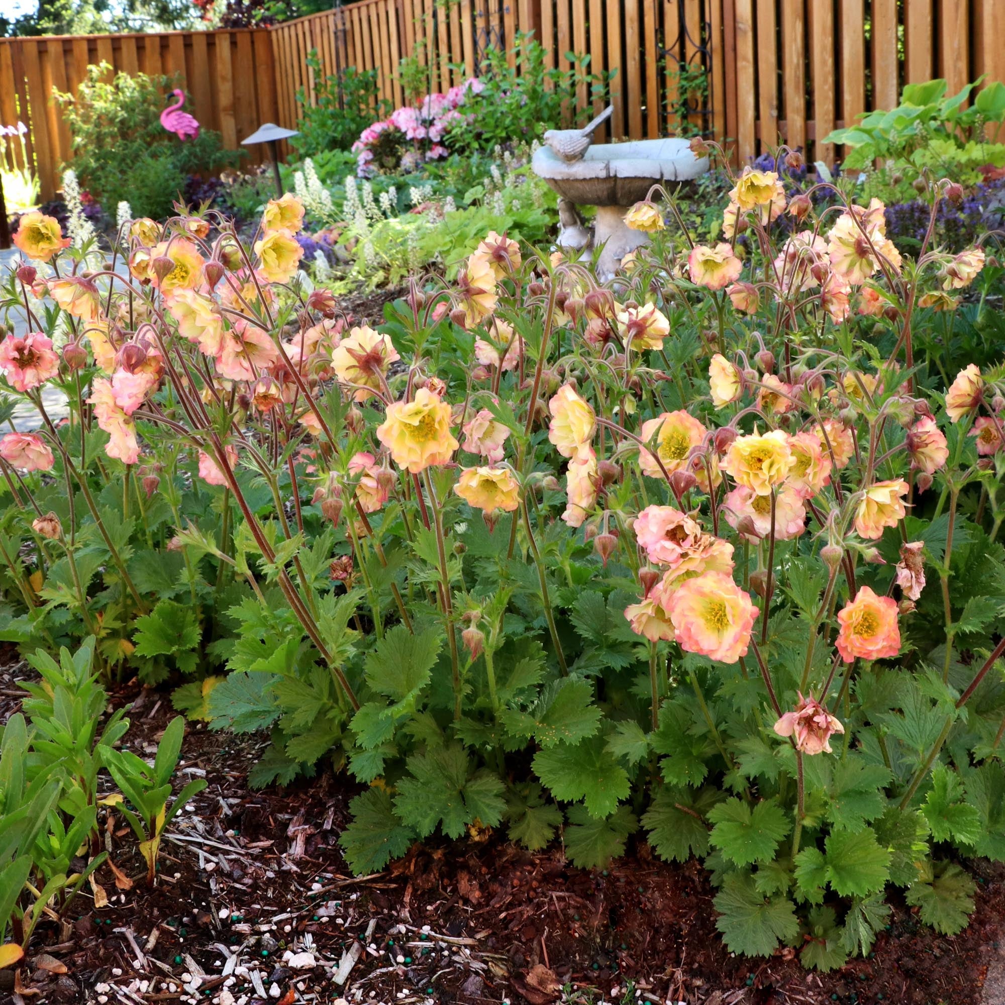 Geum Pretticoats™ Peach