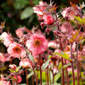 Geum Tempo™ Rose