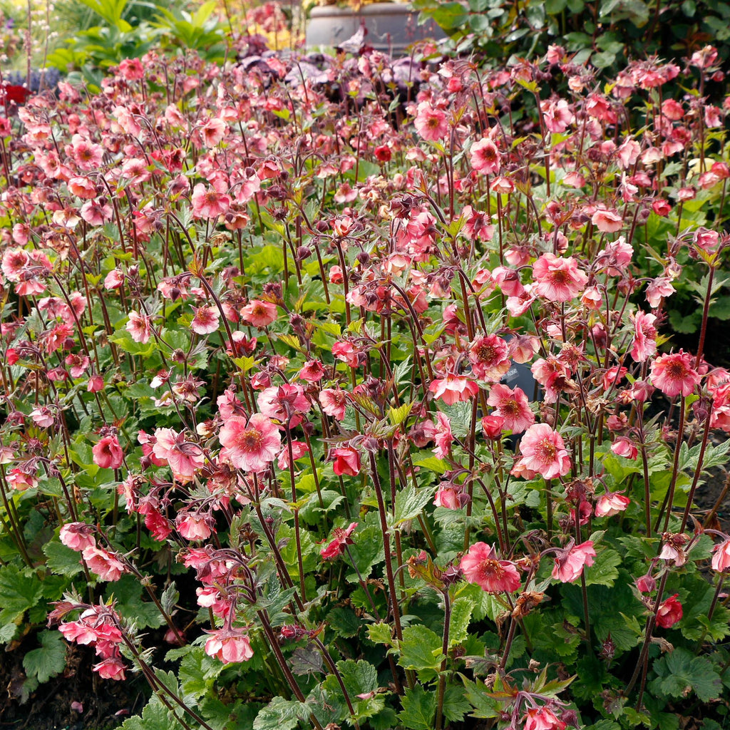Geum Tempo™ Rose