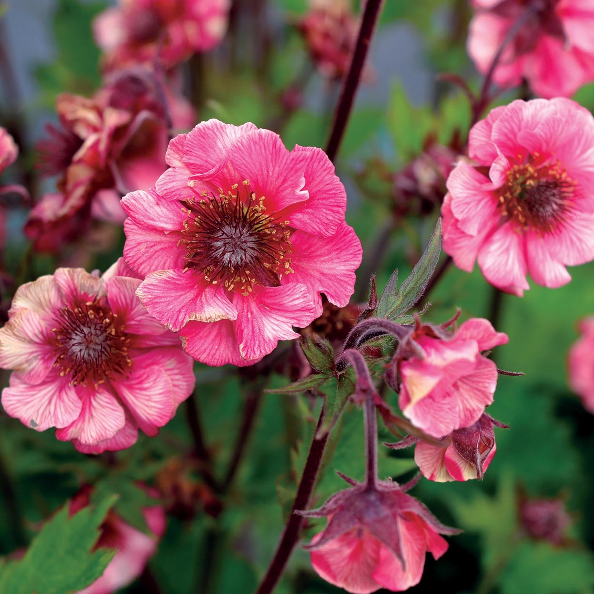 Geum Tempo™ Rose