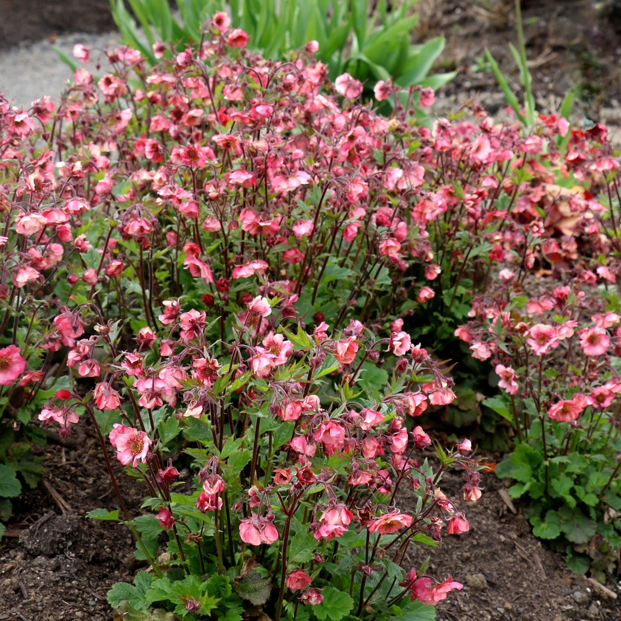 Geum Tempo™ Rose