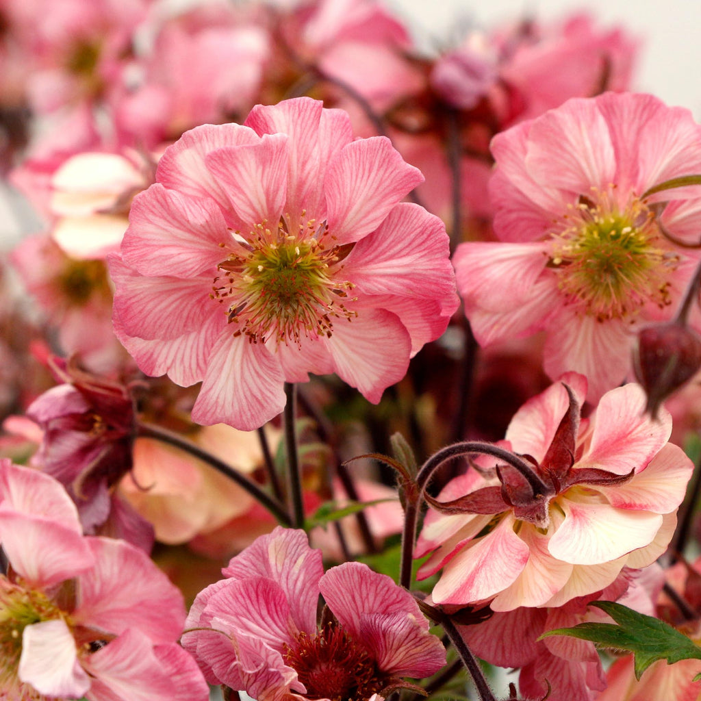 Geum Tempo™ Rose