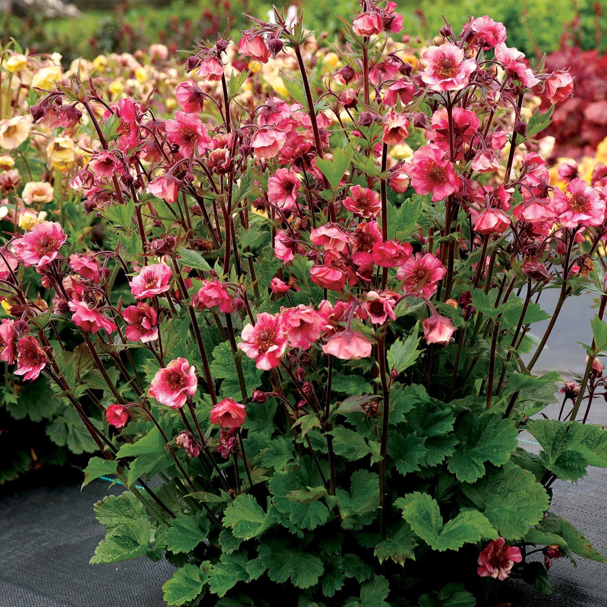 Geum Tempo™ Rose