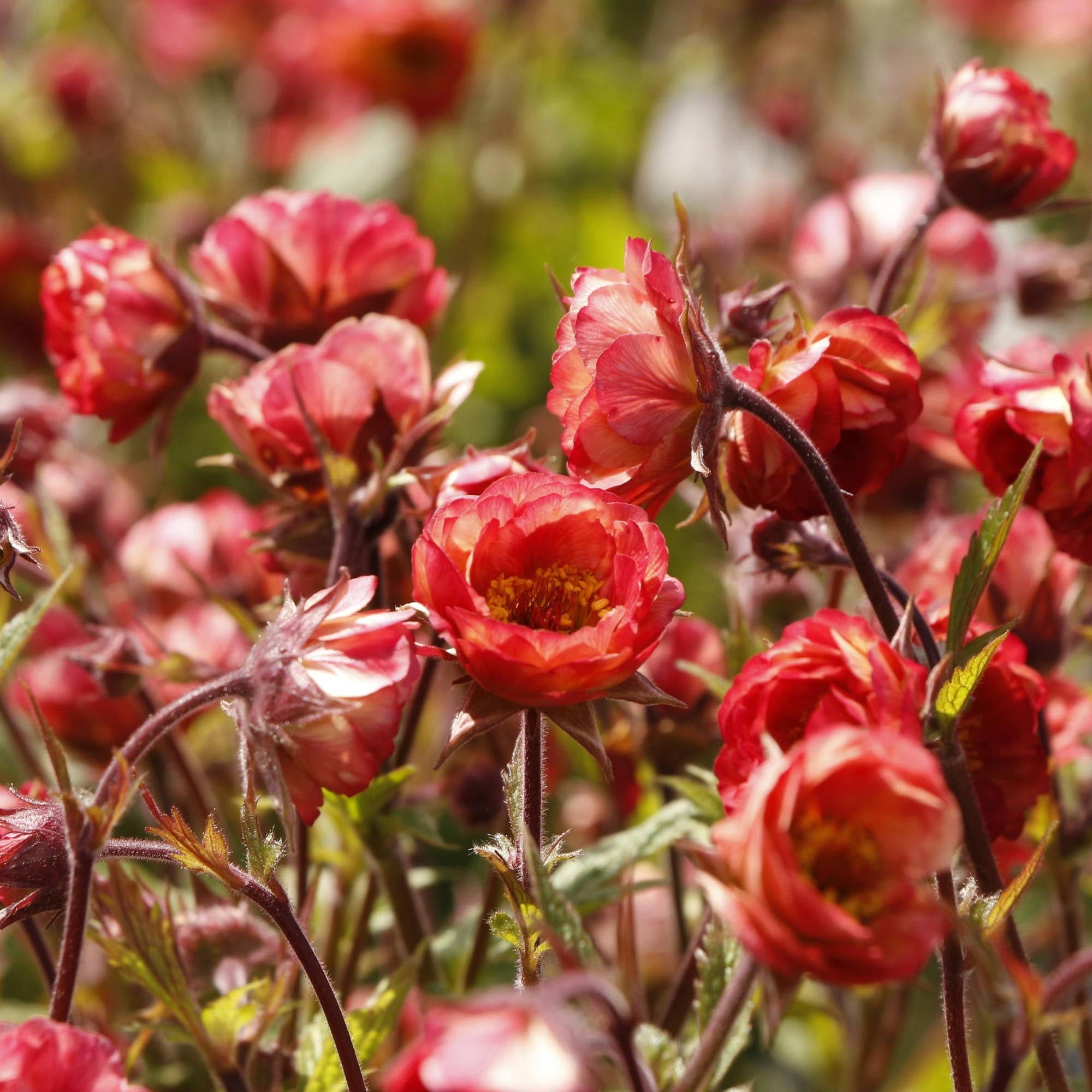 Geum Tempo™ Cora