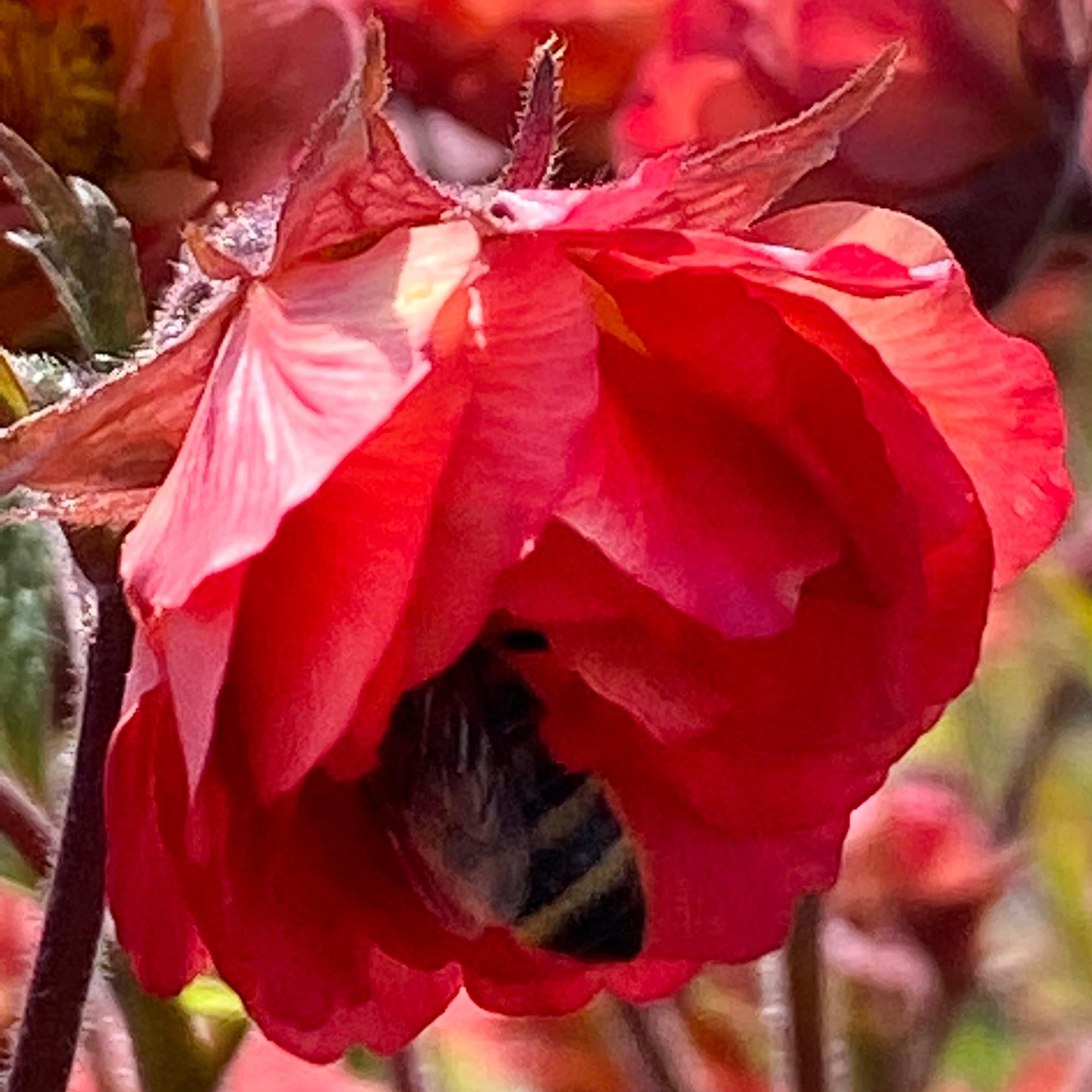 Geum Tempo™ Cora