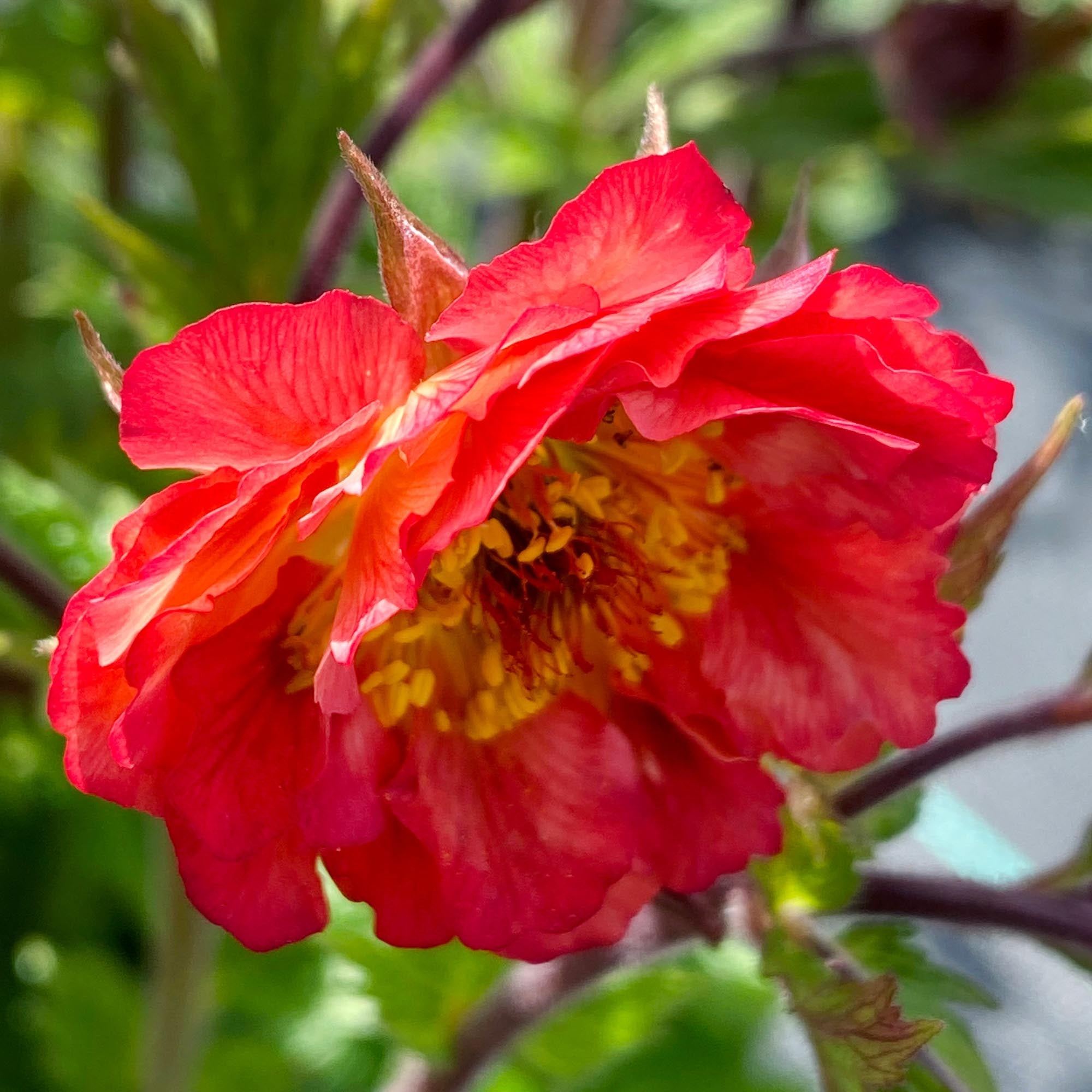 Geum Tempo™ Cora