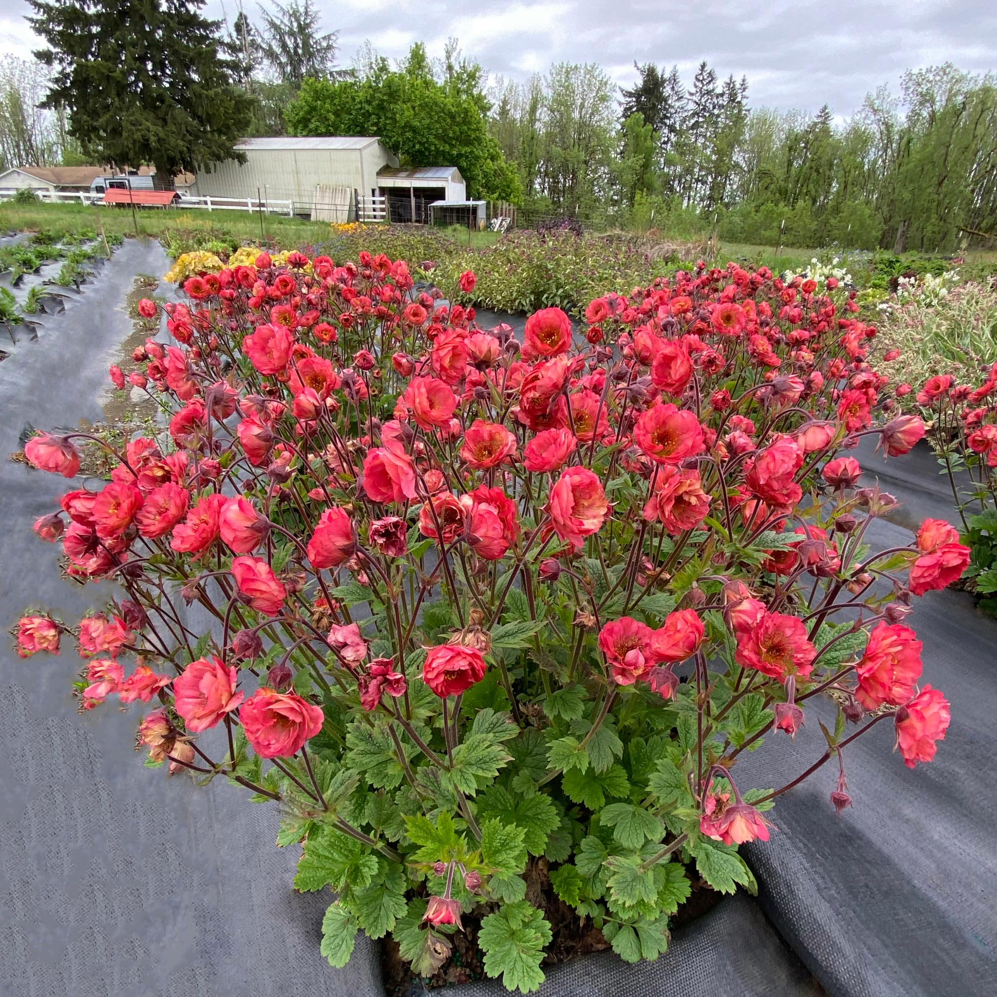Geum Tempo™ Cora