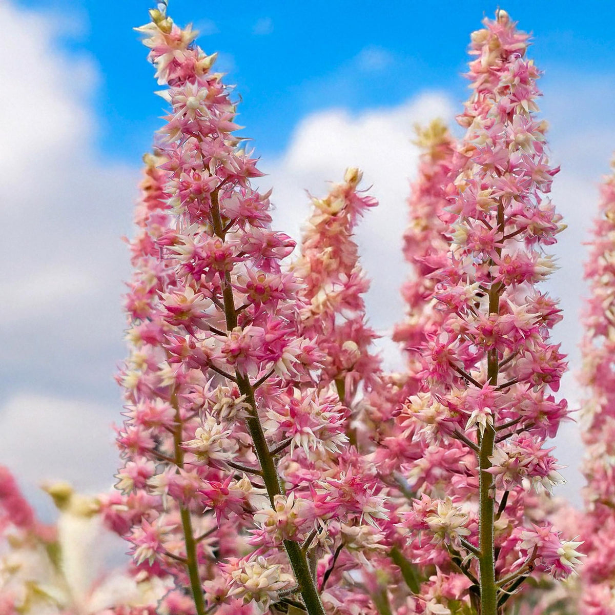 Pink Stardust – Heirloom