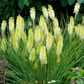 Kniphofia Pineapple Popsicle
