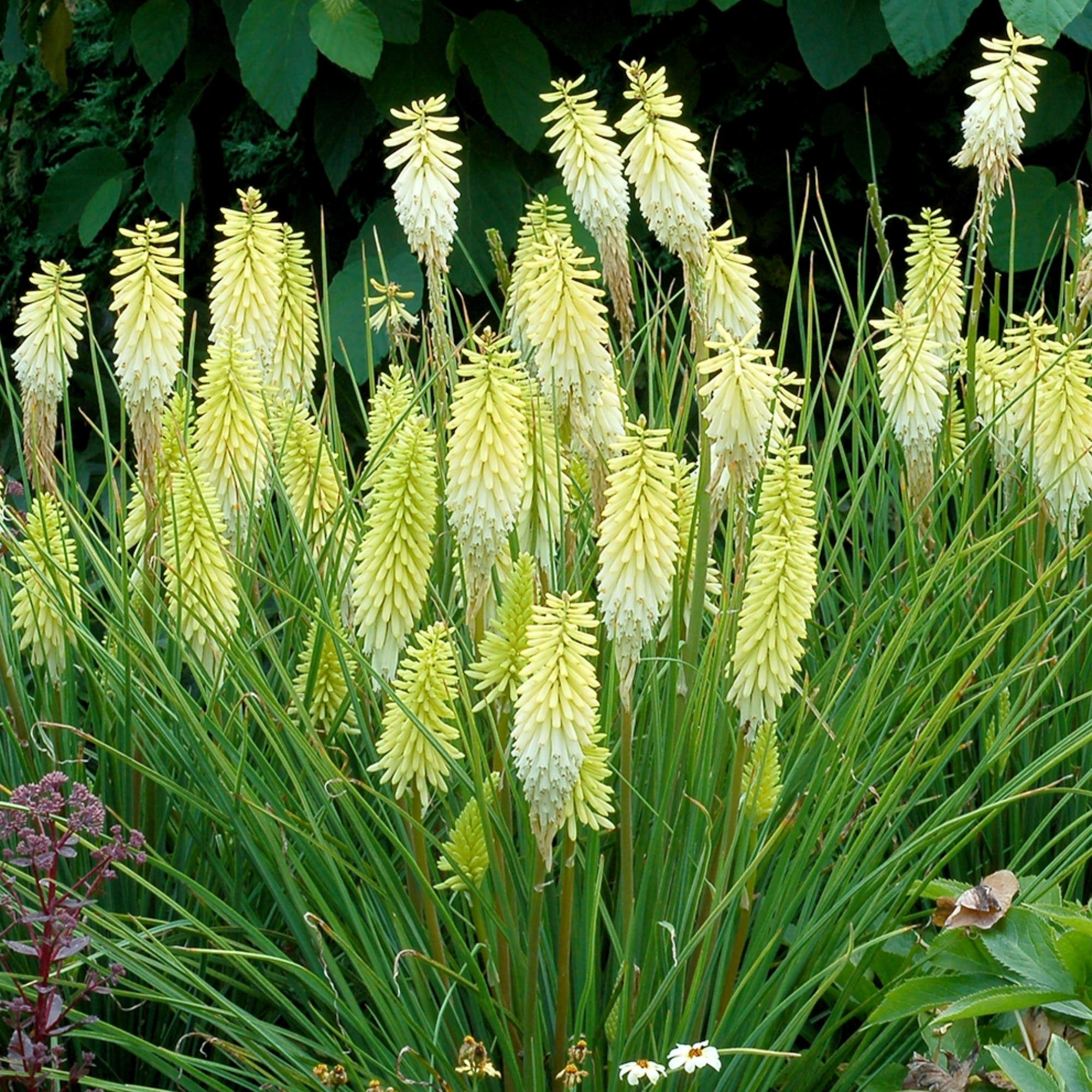 Kniphofia Pineapple Popsicle