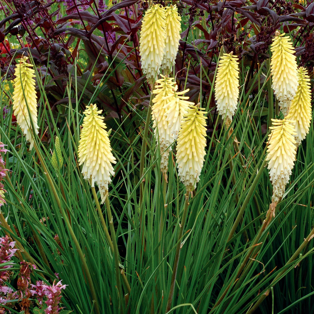 Kniphofia Pineapple Popsicle