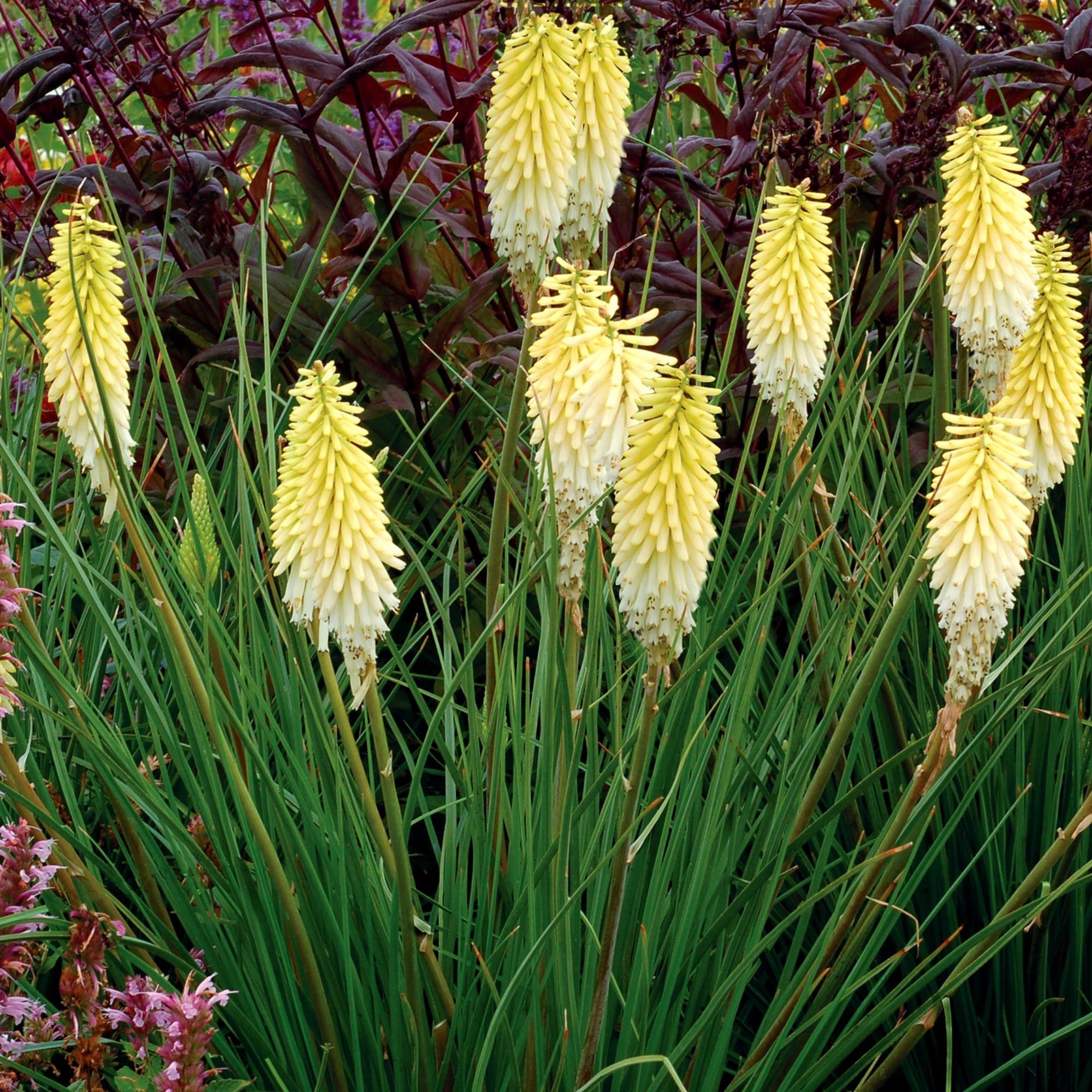 Kniphofia Pineapple Popsicle