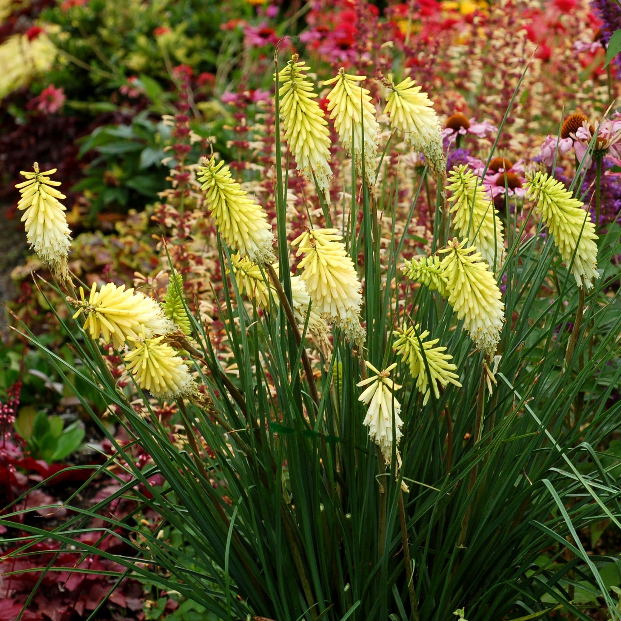 Kniphofia Pineapple Popsicle