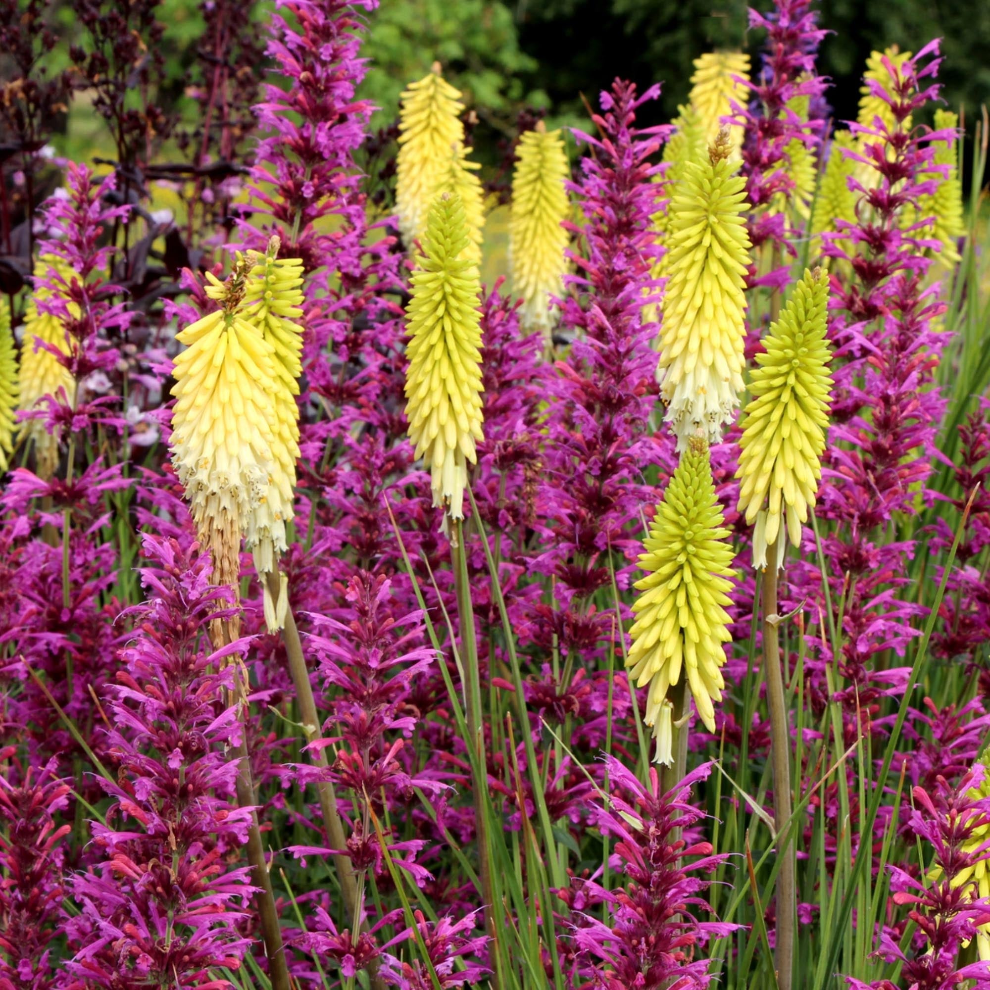 Kniphofia Pineapple Popsicle