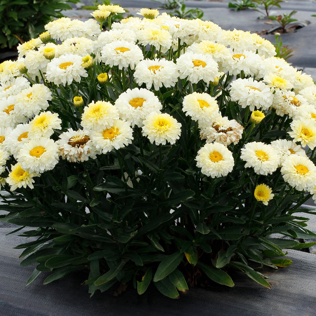 Shasta Daisy Lemon Puff