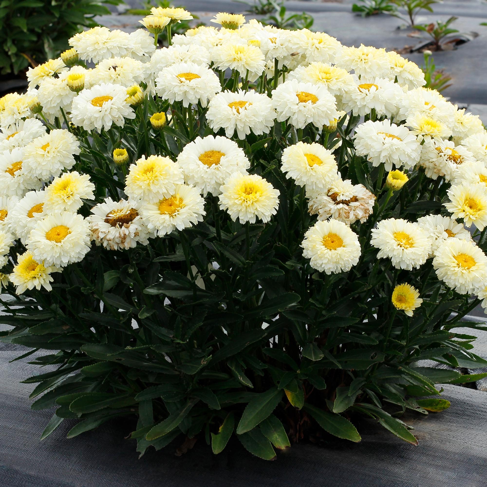 Shasta Daisy Lemon Puff