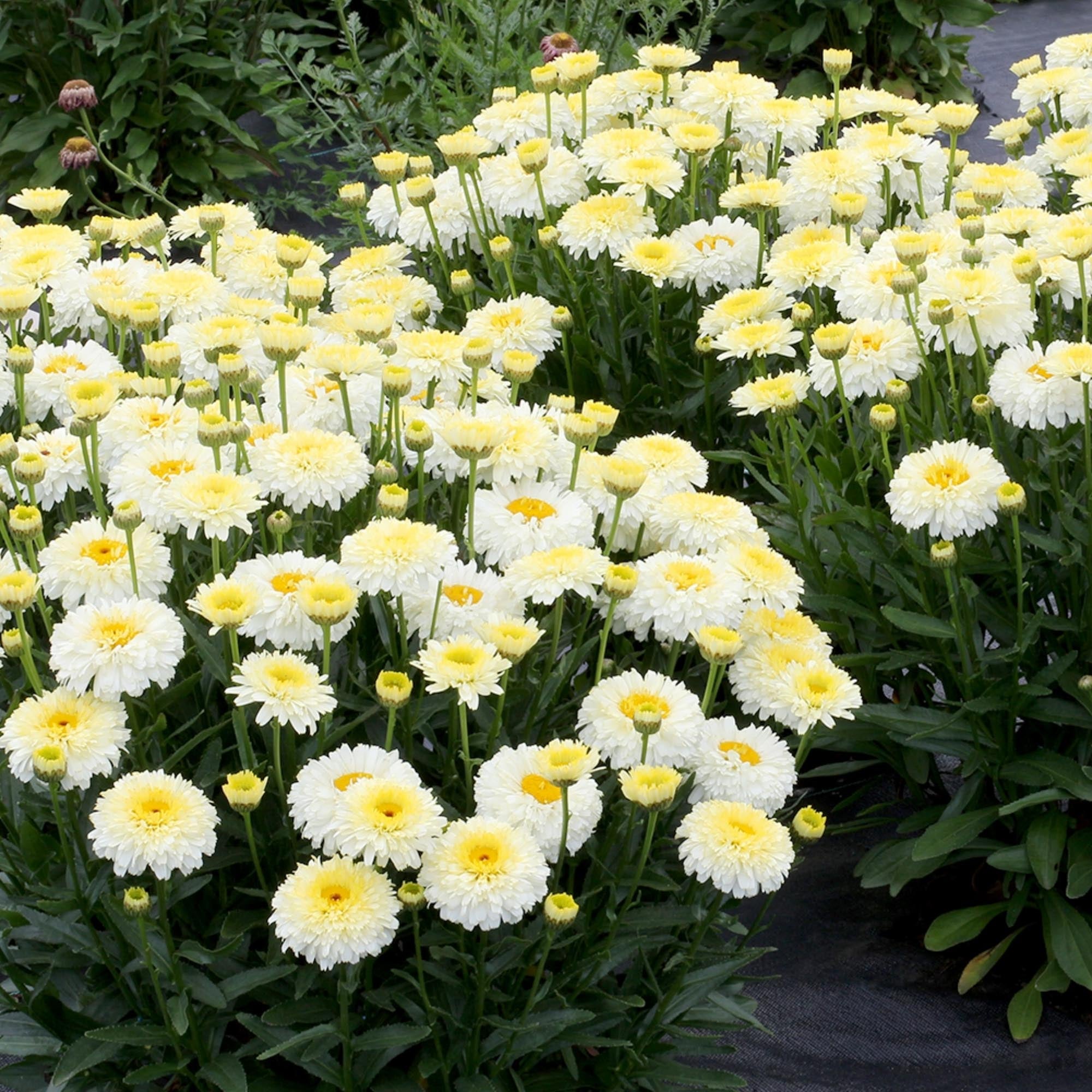 Shasta Daisy Lemon Puff