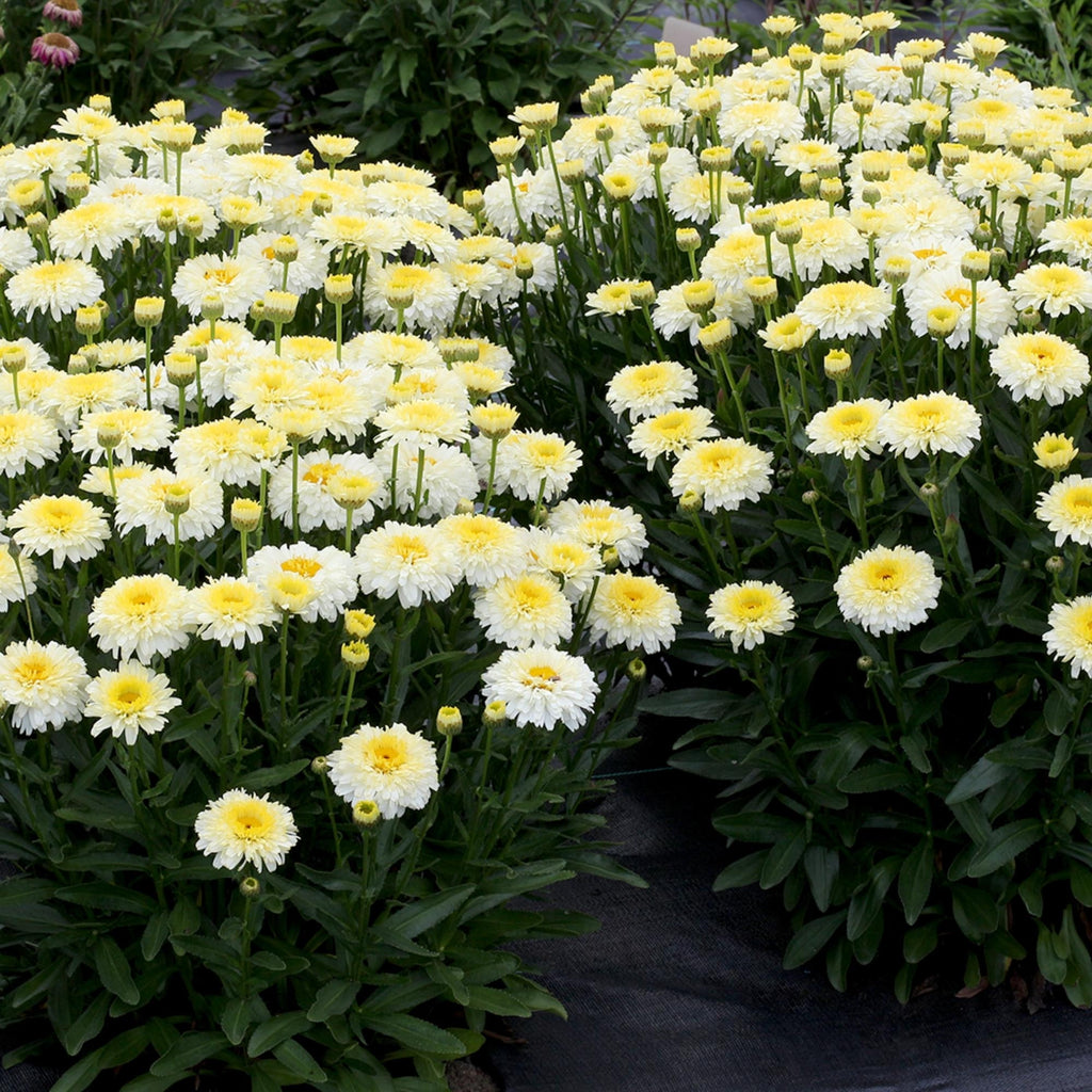 Shasta Daisy Lemon Puff
