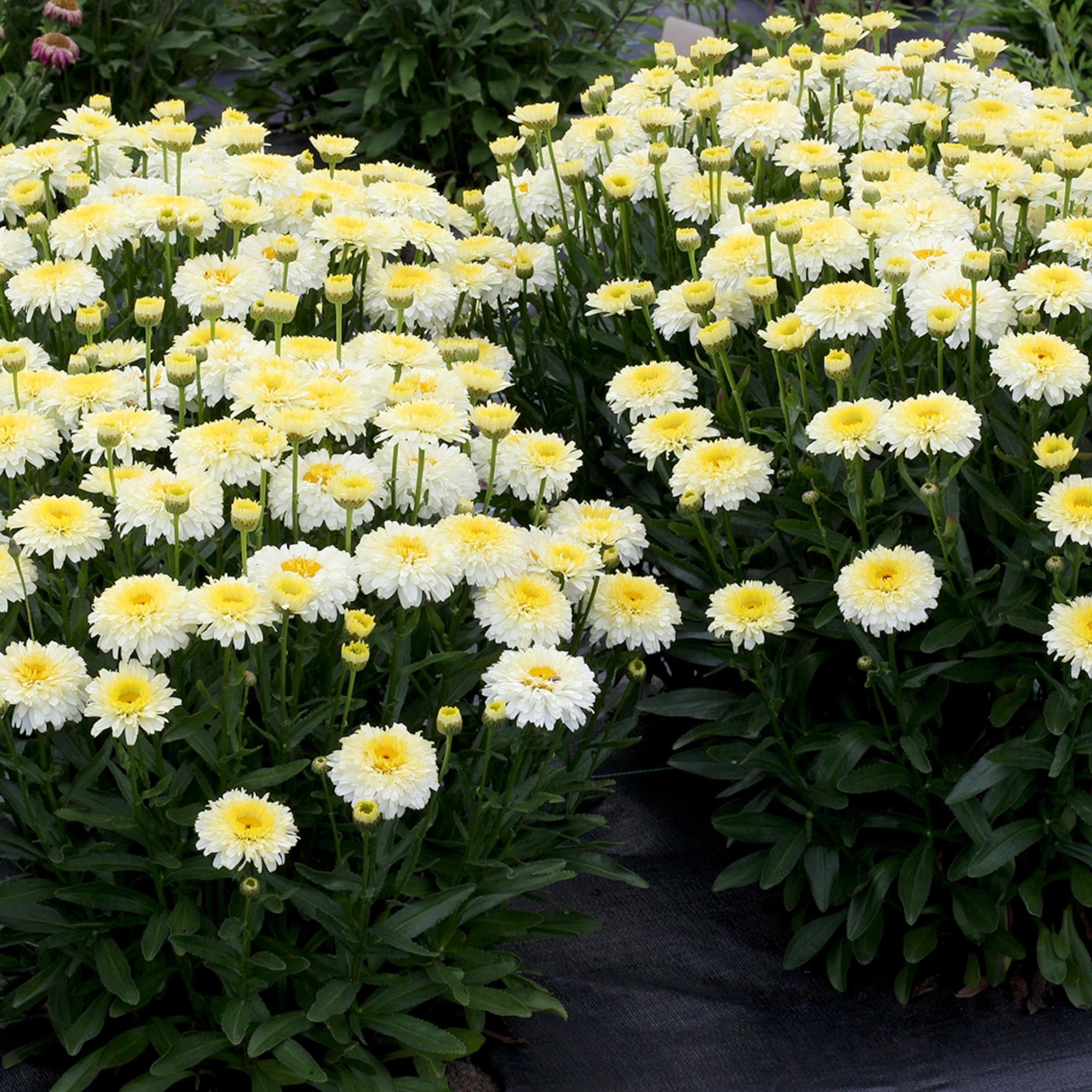 Shasta Daisy Lemon Puff