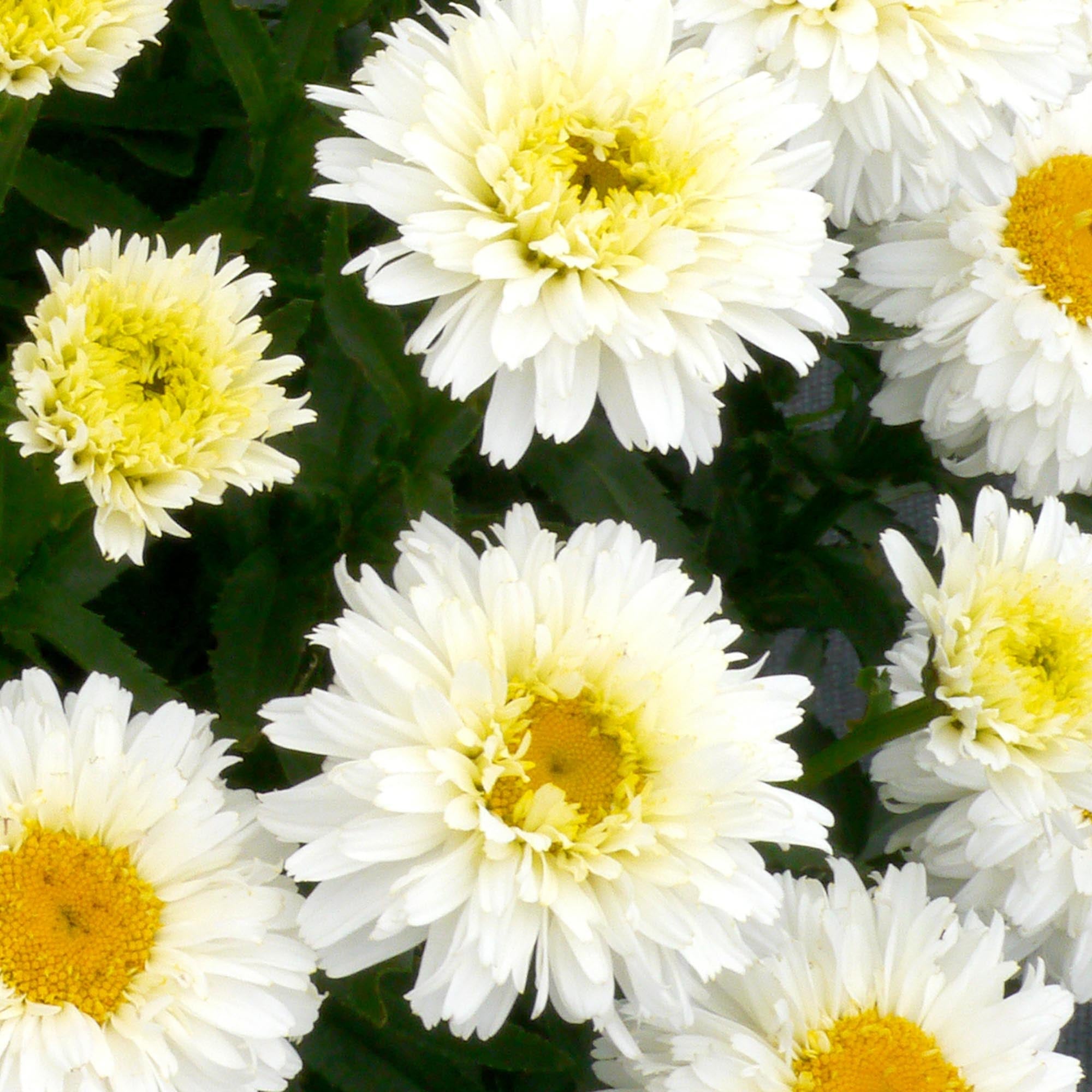 Macaroon Daisy
