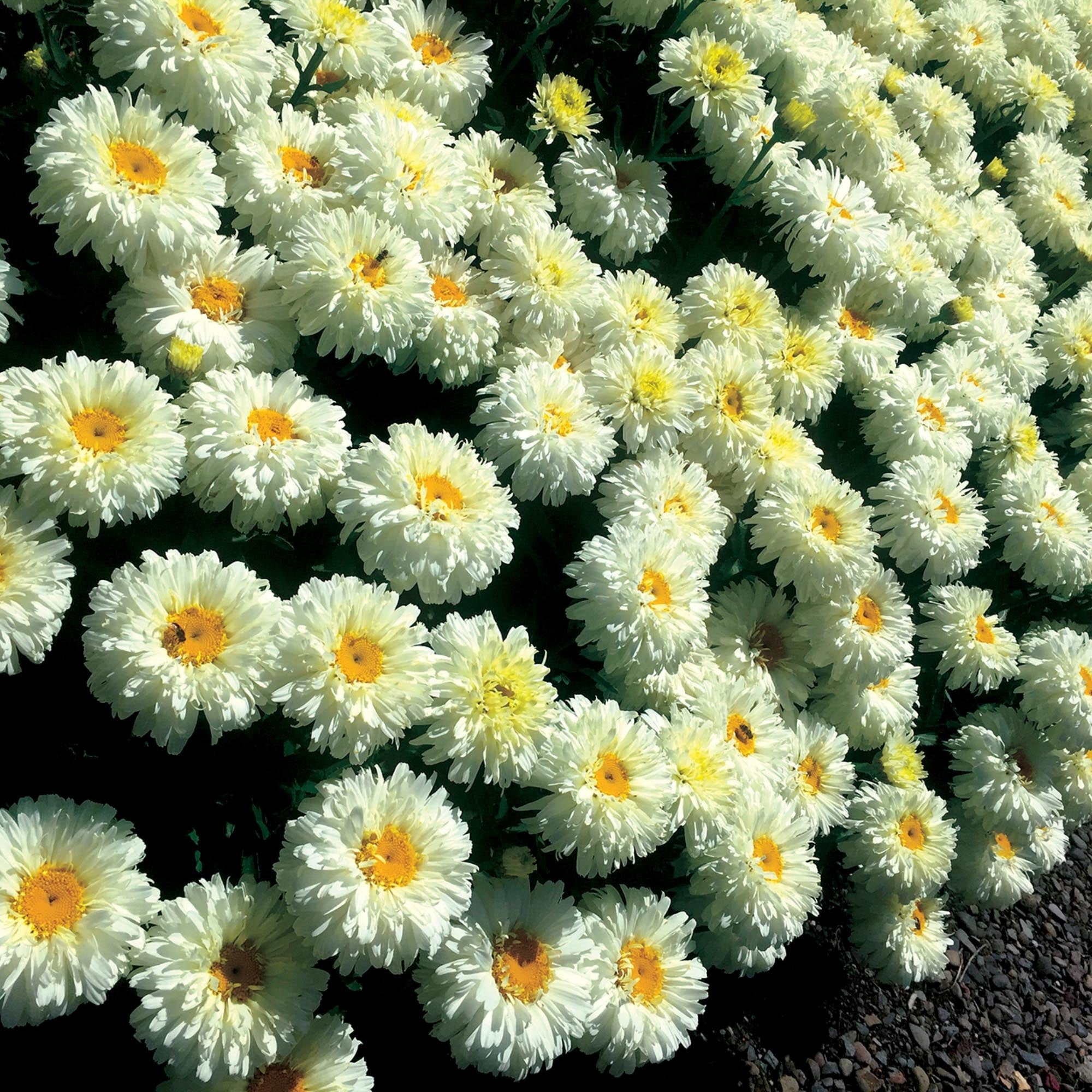 Macaroon Daisy