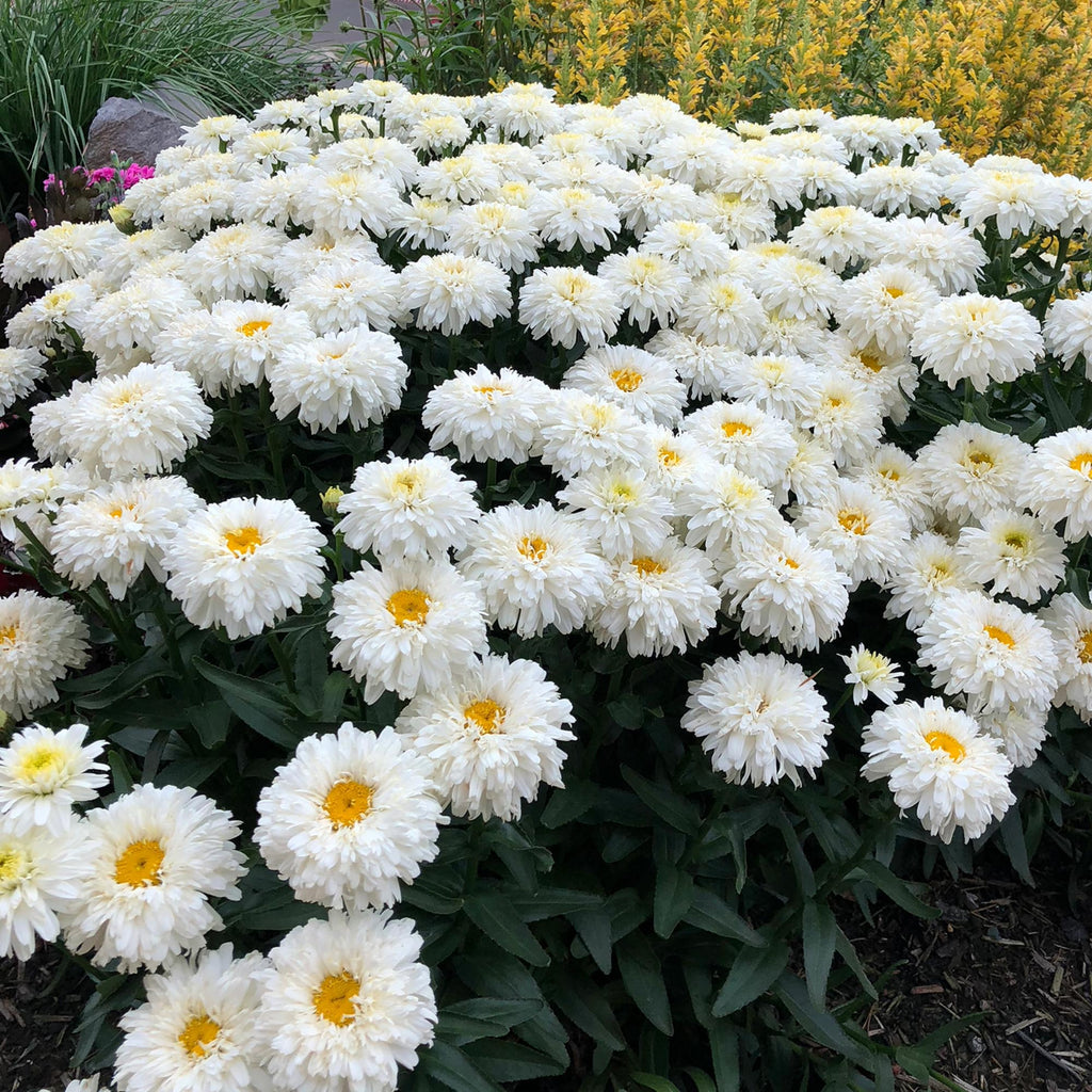 Macaroon Daisy