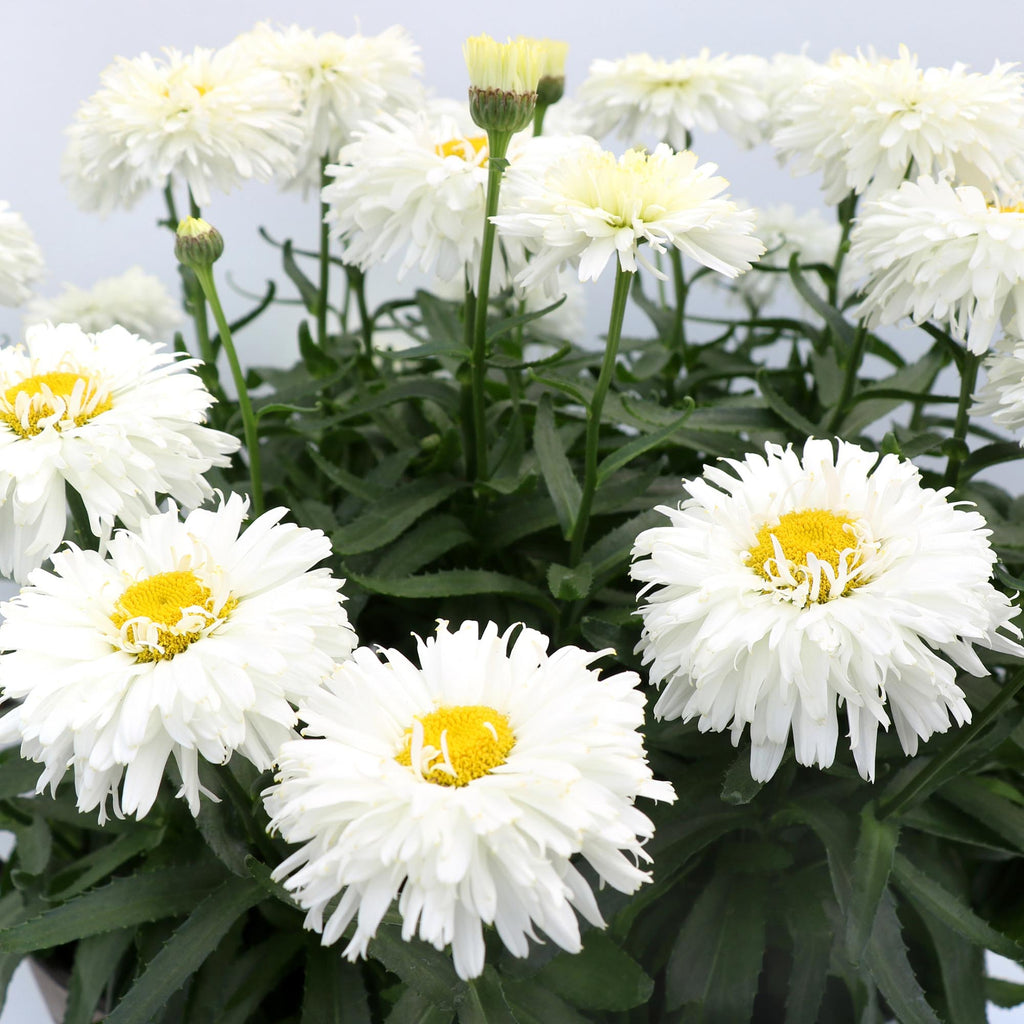 Macaroon Daisy
