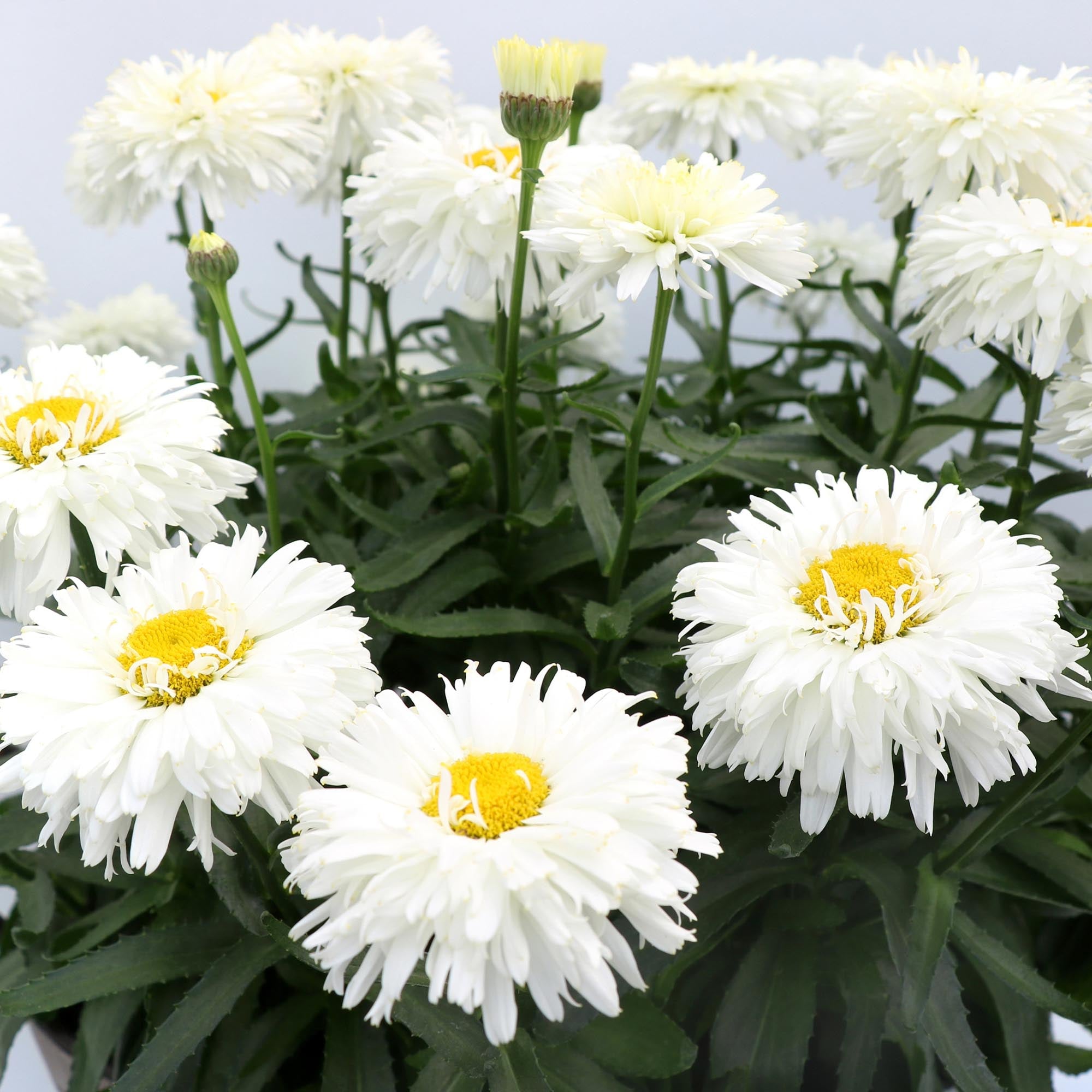 Macaroon Daisy