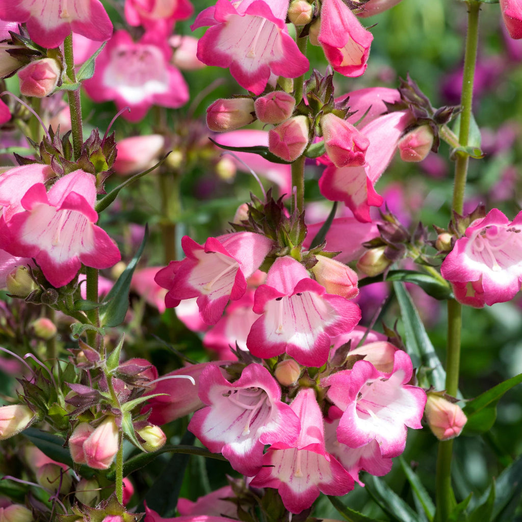 Harlequin™ Pink