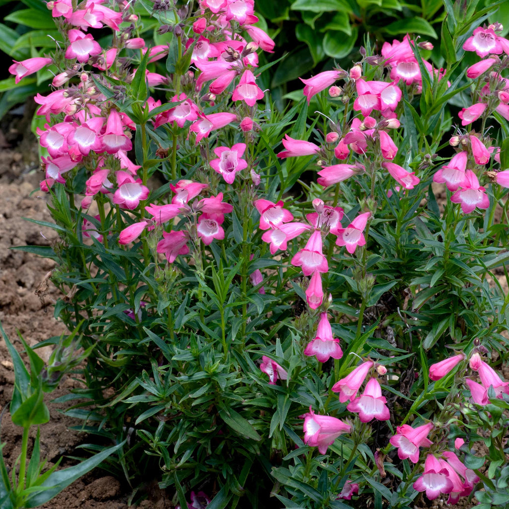 Harlequin™ Pink
