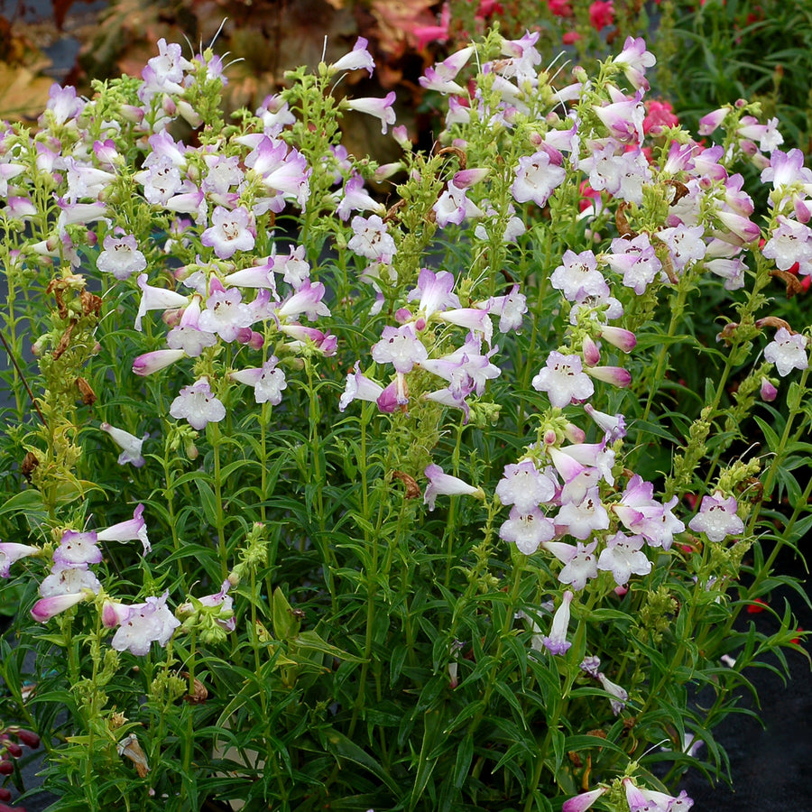 Penstemon Harlequin™ Lilac