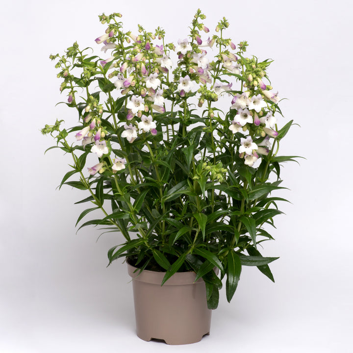 Penstemon Harlequin™ Lilac