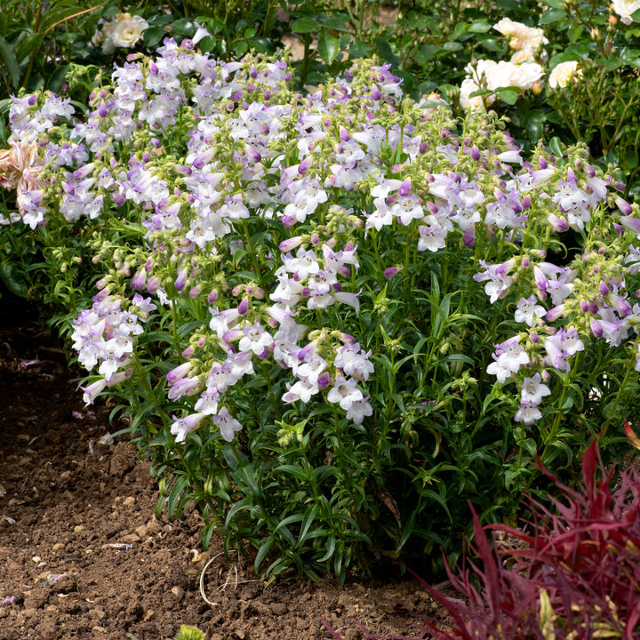 Penstemon Harlequin™ Lilac