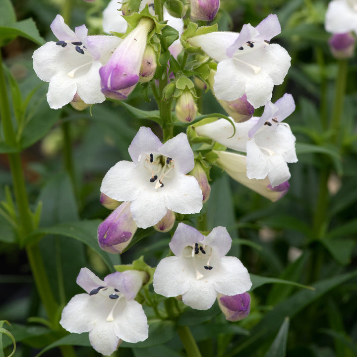 Penstemon Harlequin™ Lilac