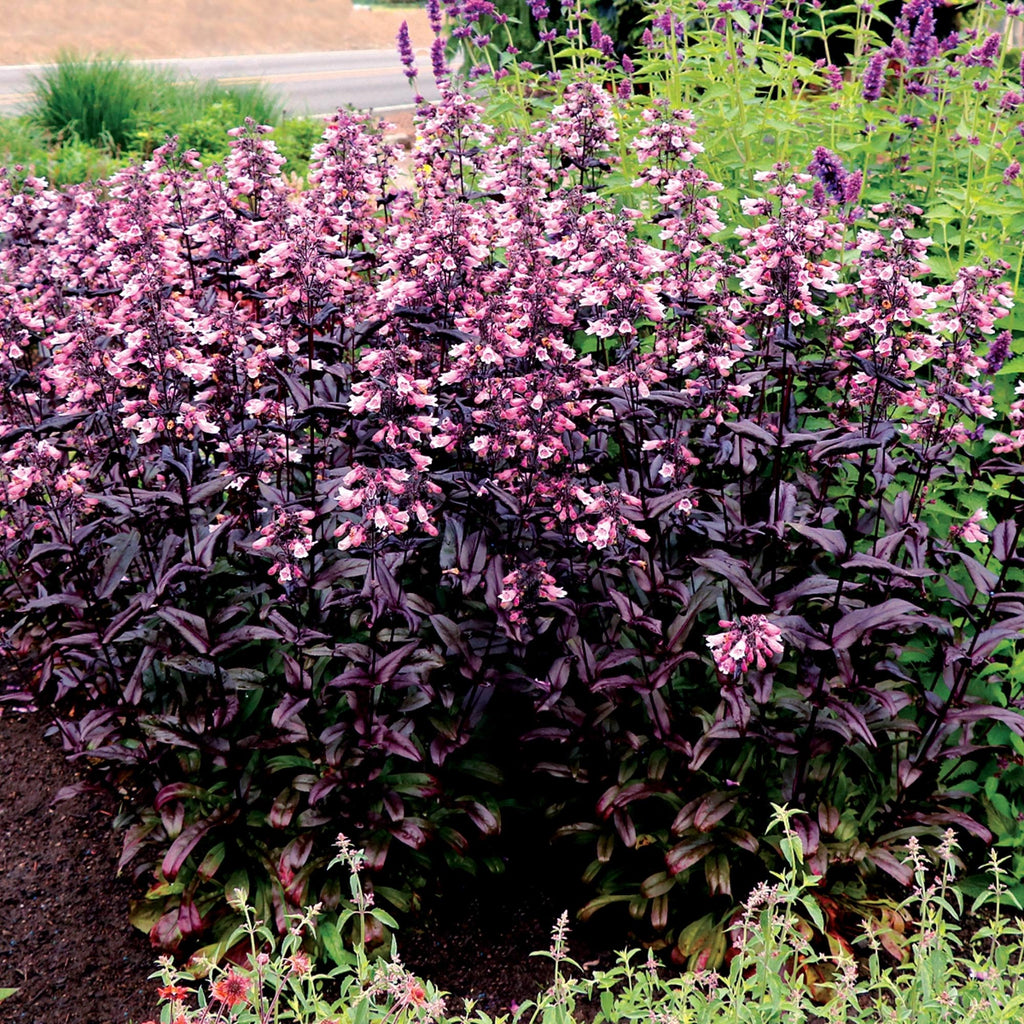 Dakota™ Burgundy