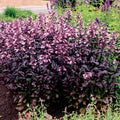 Dakota™ Burgundy