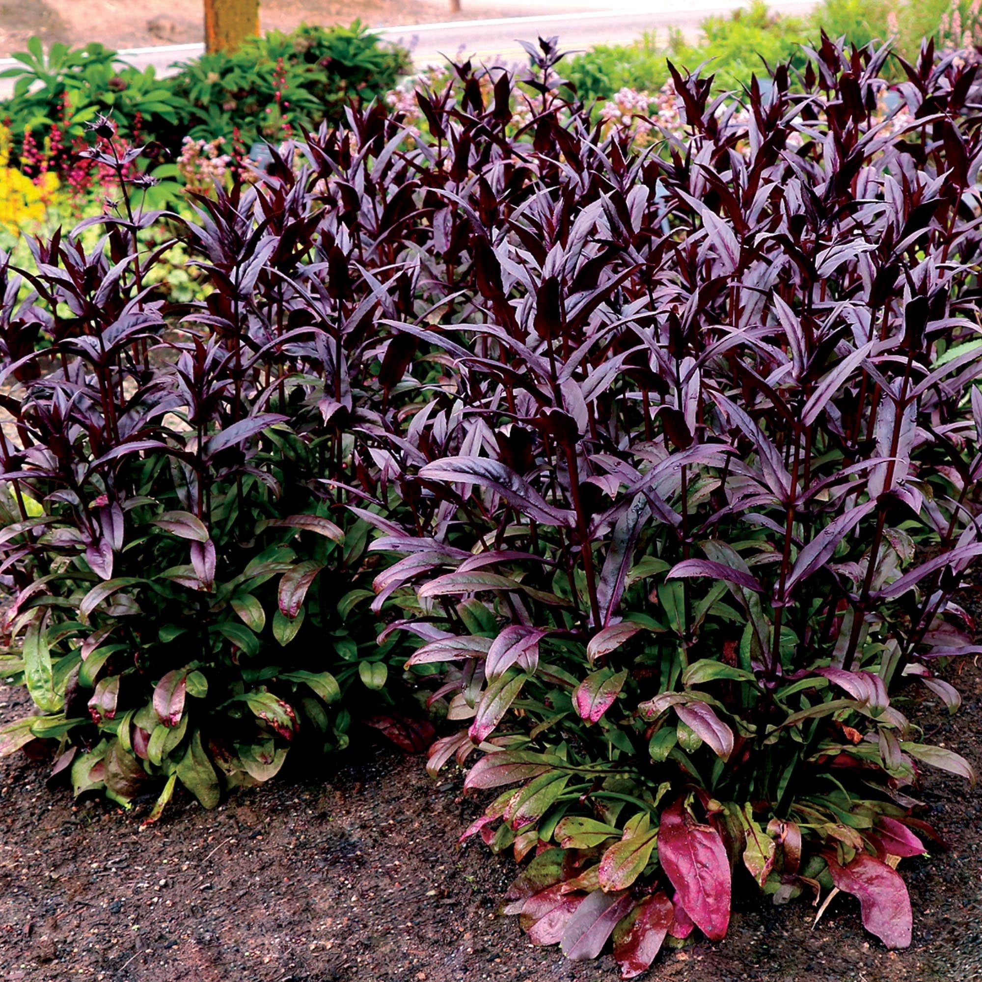 Dakota™ Burgundy